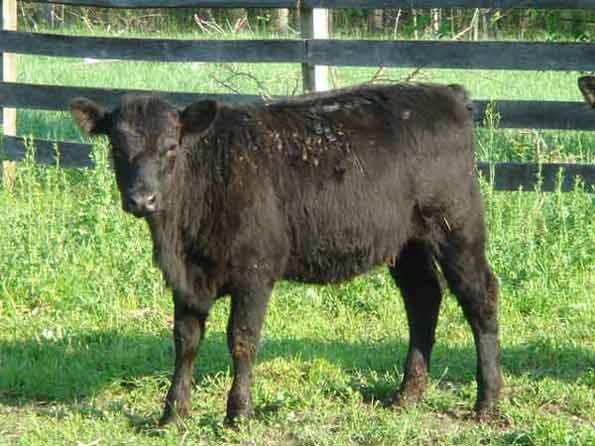 Black Angus Heifer